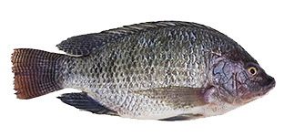 Fish Trading Project